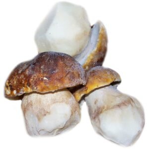 SETAS ENTERAS (BOLETUS EDULIS)